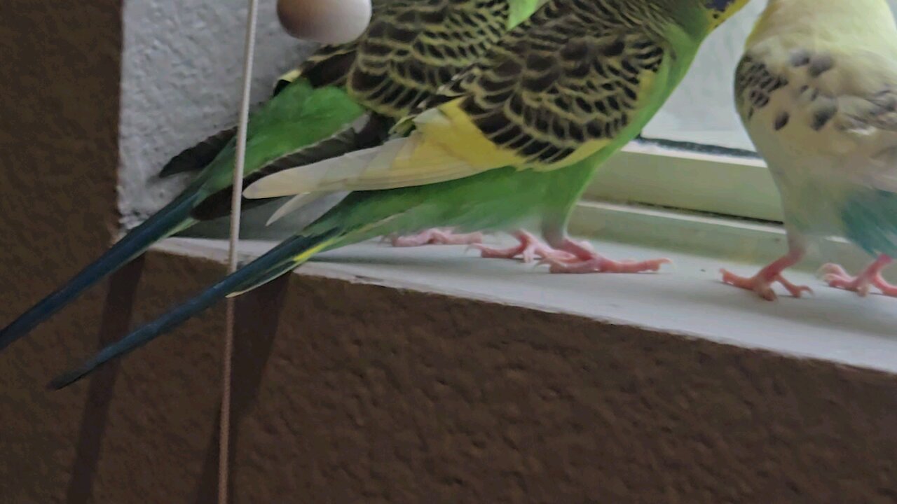 Budgies, Bonded Buddies, Nugget, Nutsy, and Snoopy Meet Up Together on the Window Sill.