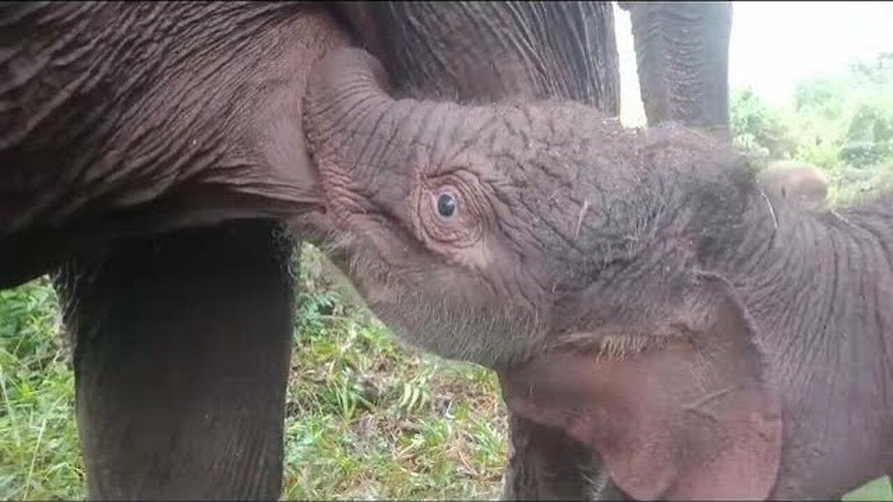 baby elephant suckling.. cute huh..