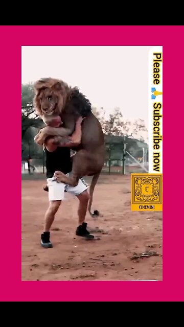 lion jumping on a man lion's lovely video