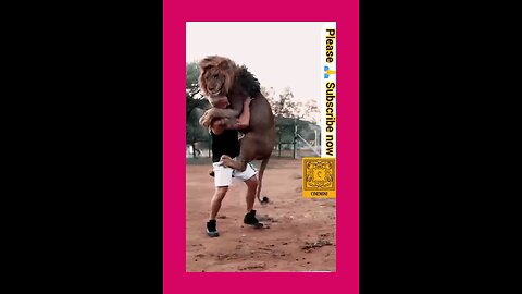 lion jumping on a man lion's lovely video