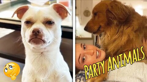 Best Of The 2025 Funny Animal Videos | Funny Dogs and Cats Make You Unable To Stop Laughing