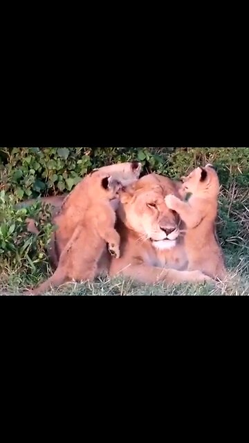 NO GREATER LOVE - DAILY DEVOTIONAL ❤️