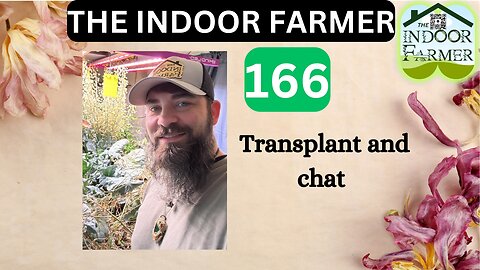 The Indoor Farmer ep 166, Let's Transplant & Chill