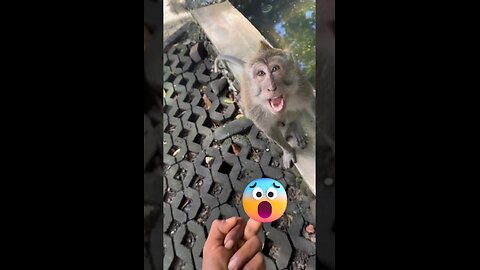 This monkey did not like this joke 😂