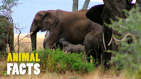 How Do Elephants Communicate Over Long Distances?