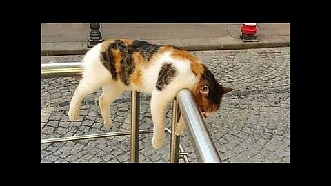 Unpredictable cats sleeping 😹 Funny Cats Videos