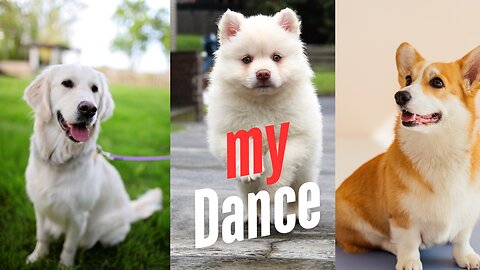 Cute and Funny Dog Videos Compilation, #funny Dogs.