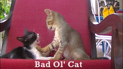 🐱 Funny Kittens at Play