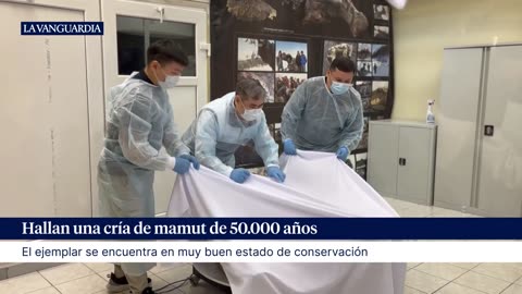 Hallan una cría de mamut de 50.000 años en buen estado de conservación