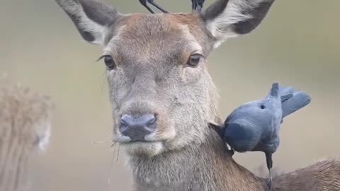 A stoic red deer and her personal grooming squad #shorts #shortvideo #video #virals #videoviral