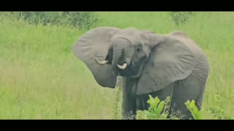 Elephants cooling off in Kruger Park