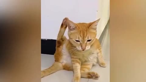 Funniest animals 2025 😂 New Funny Cats and Dogs Videos 😻🐶