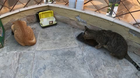 Homeless cats in Ras Al Khaimah, UAE: ED SHEERAN & JANET JACKSON #cat #cats #pet #pets #homeless #4u