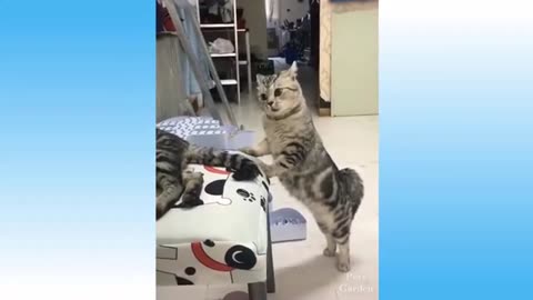 The Ultimate Cat & Kitten Compilation: Grace, Charm, and Playfulness