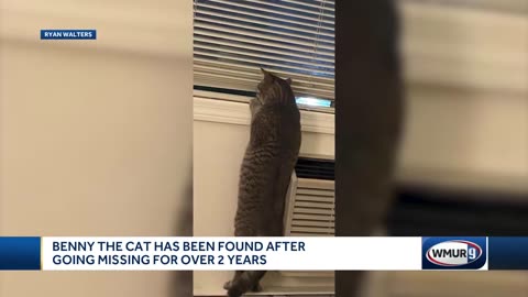 Benny the cat has been found after going missing for over 2 years