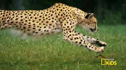🐻🐊🦅🐻🐊🦅ANIMAL SHOWDOWN🐻🐊🦅🐻🐊🦅COMPILATION🐻🐊🦅NAT GEO KIDS !!!!