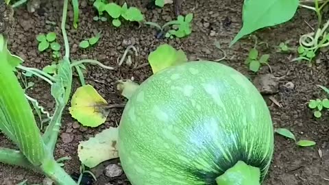 Fresh cut vegetables from garden