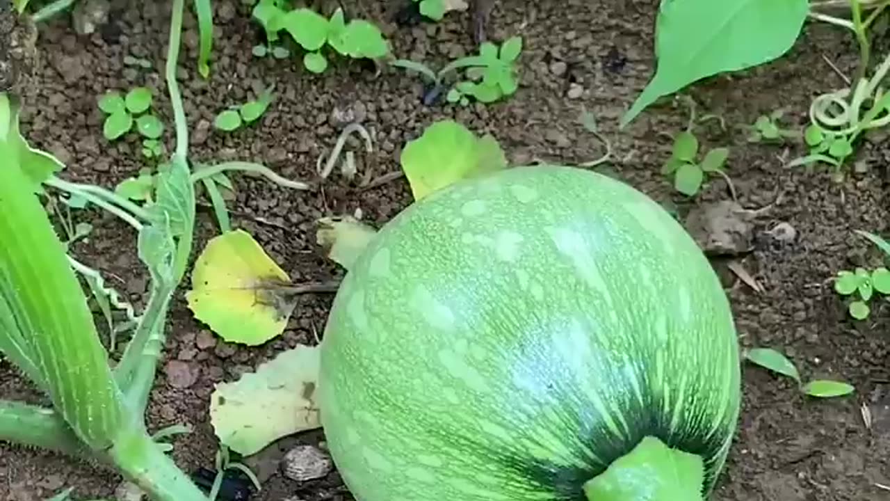 Fresh cut vegetables from garden