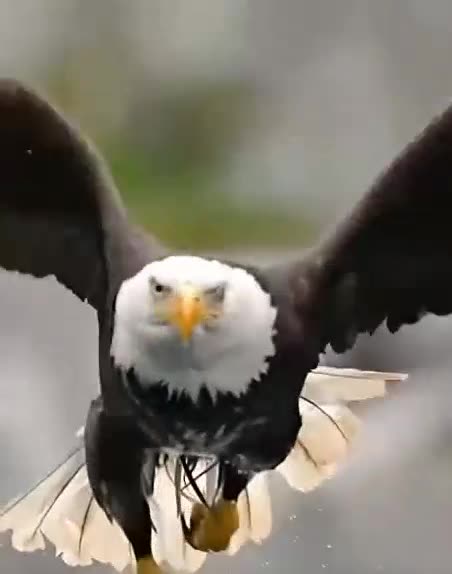 MINERX MINER X- FLY WITH EAGLES & LEAVE CHICKENS ALONE - AI BITCOIN MINING - TOP TEAM ROB BUSER