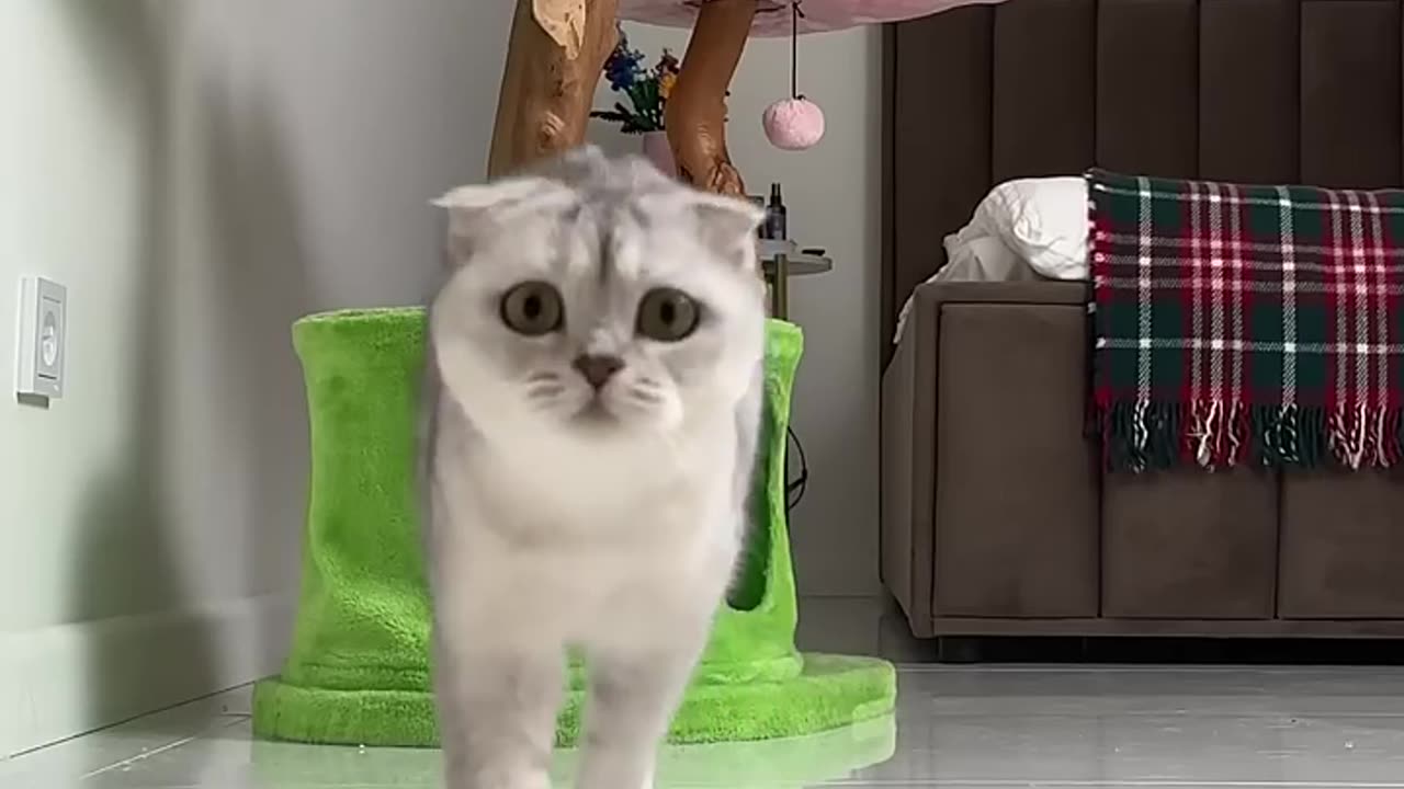 Funny animals videos