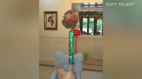 Funniest Animal Videos 😂 | Cute & Hilarious Pets Compilation!