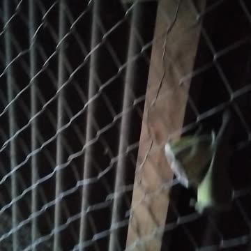 Chicken Yard and Hut