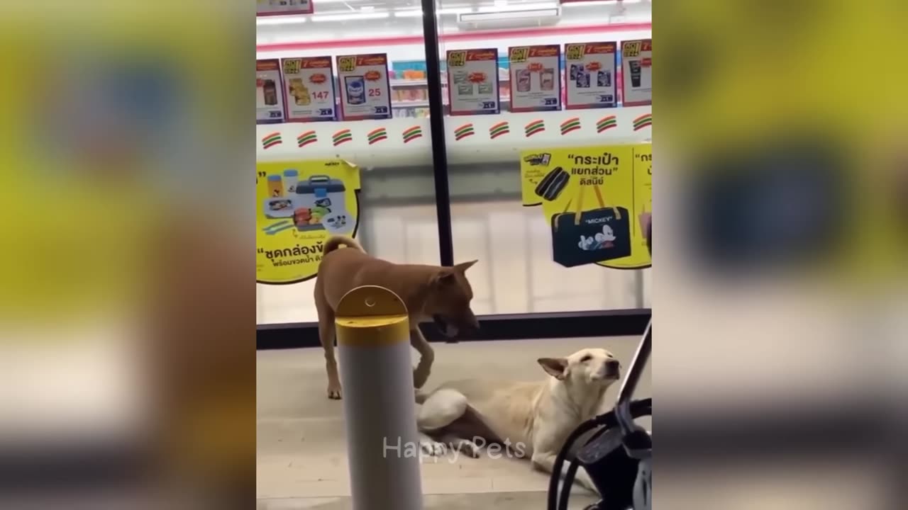 Funniest animals will brighten all your day 😅