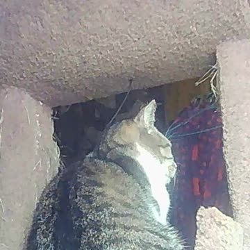 EA S118 - Curious Loaf