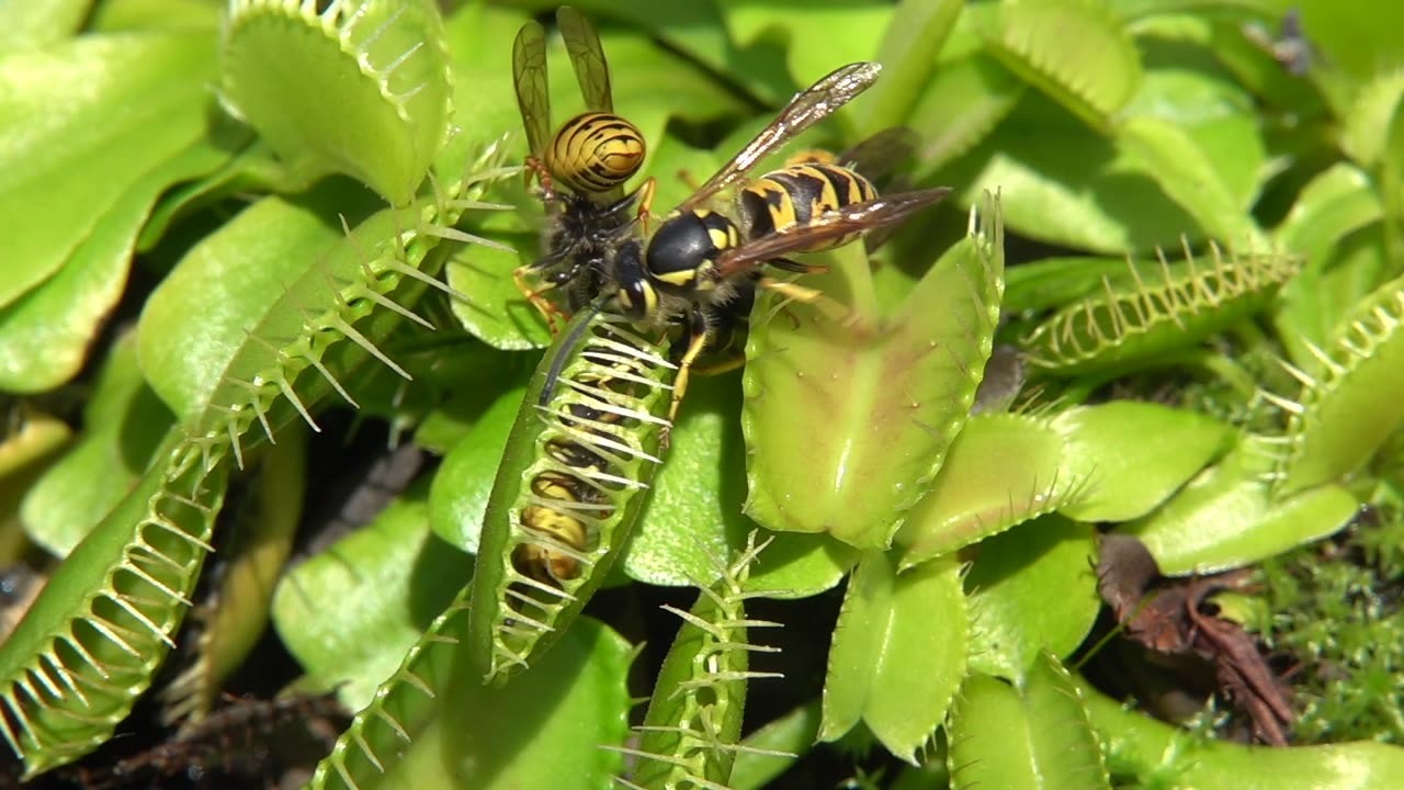 Venus Flytrap Catches Yellow Jackets