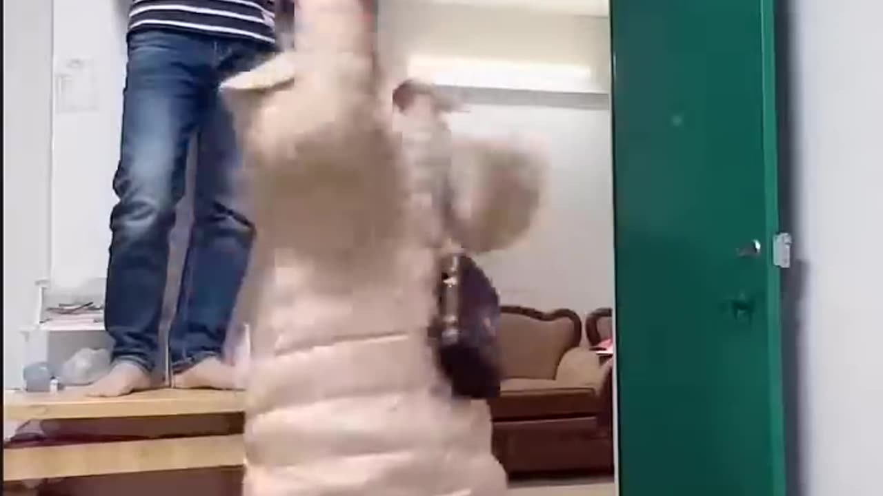 Best Funny & Laugh Video