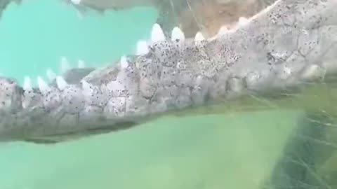 Alligator POV - Would you do this???