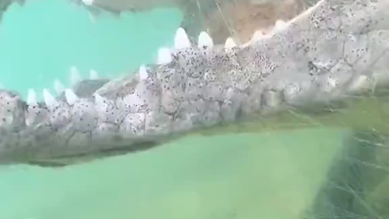 Alligator POV - Would you do this???