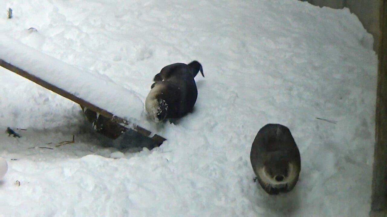 River Otters