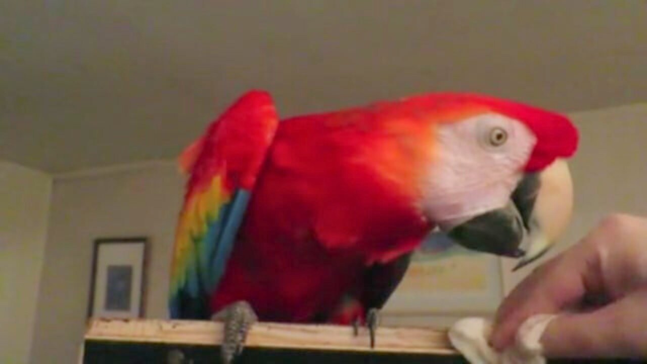 BIRD "HELPS" GIRL CLEAN CAGE 🤣 🦜 💧 TRIES TO EAT PAPER TOWEL WITH WATER ON IT