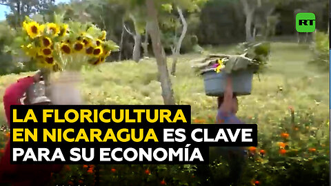 Productores de flores de Nicaragua impulsan la economía y fortalecen el turismo nacional
