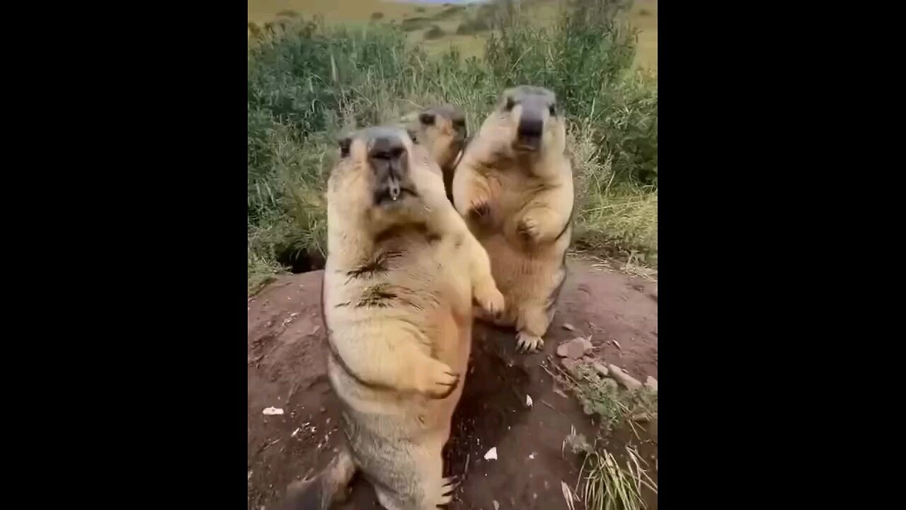 Playful otter