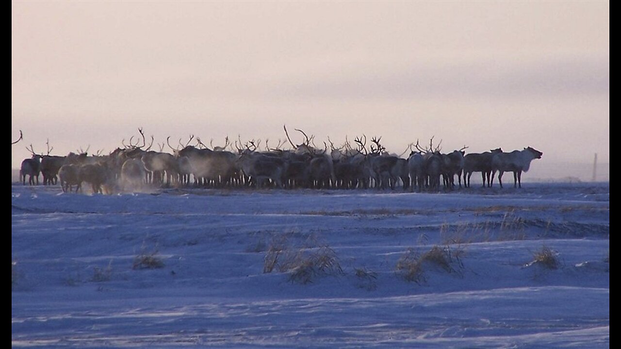 Why Would Santa Choose Reindeer. Because They Are Perfect for Pulling Sleighs.