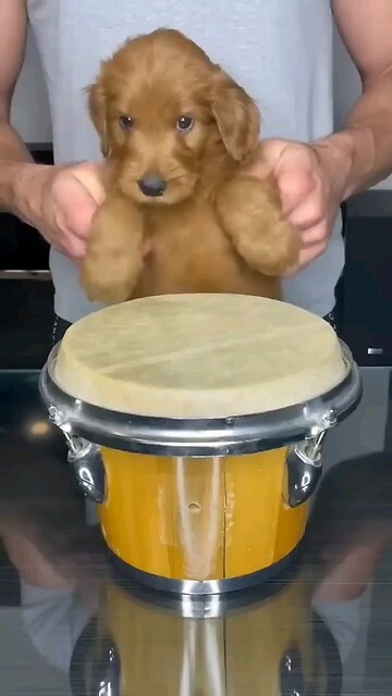 Husky And Owner Hilariously Sing TogetherFunny_moments_of_cute_puppy___cat_🐈🐕_#viralshorts)