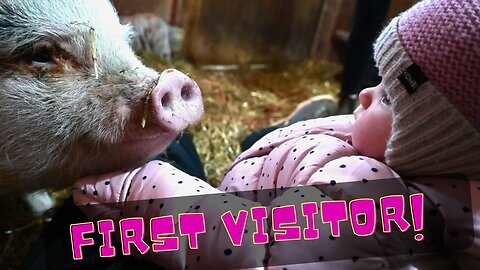 Newborn PIGLETS have their first ever VISITOR!