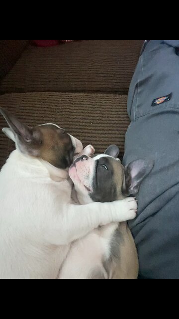 Vicious killers on guard