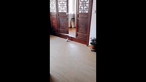 #kitten #funny #catvideo #cat