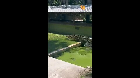 "Zookeeper Feeds the Giant Crocodile"