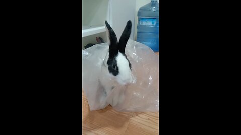 my bunbun rabbit