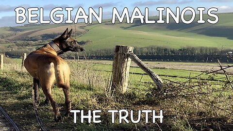 Belgian Malinois - The Truth