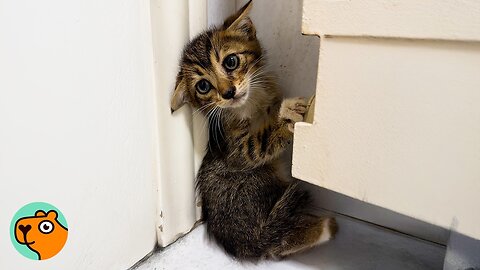 Scared Kitten Wouldn’t Let Anyone Touch Him Until… | Cuddle Buddies