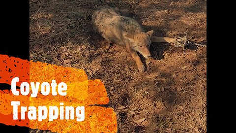 Coyote Trapping Must See Catches Including Bobcat And Removing Live Coyote from Trap!!!