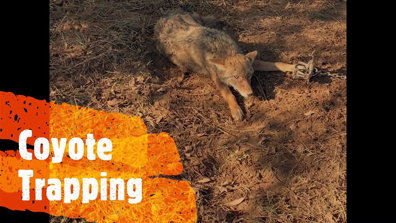 Coyote Trapping Must See Catches Including Bobcat And Removing Live Coyote from Trap!!!