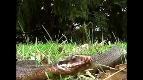 Mamba Snake Bites Deer 45K 7.1M Views 󰍸 45K 󰍹 52 󰐑 󰍺