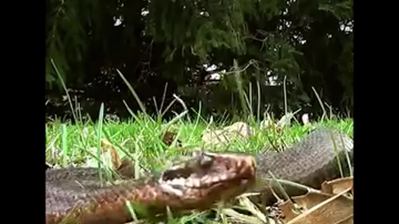 Mamba Snake Bites Deer 45K 7.1M Views 45K 52 