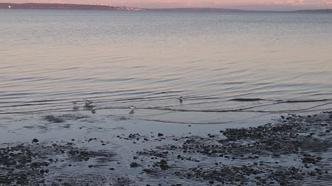 Baby seagulls in Ladner by the beach